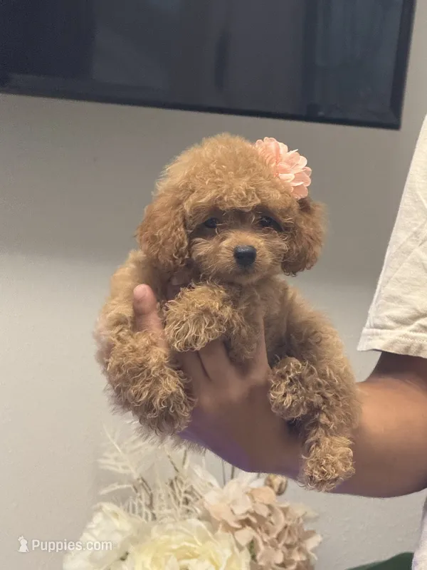 Toy poodle  – Poodle - Toy  puppy for sale in Tampa, FL