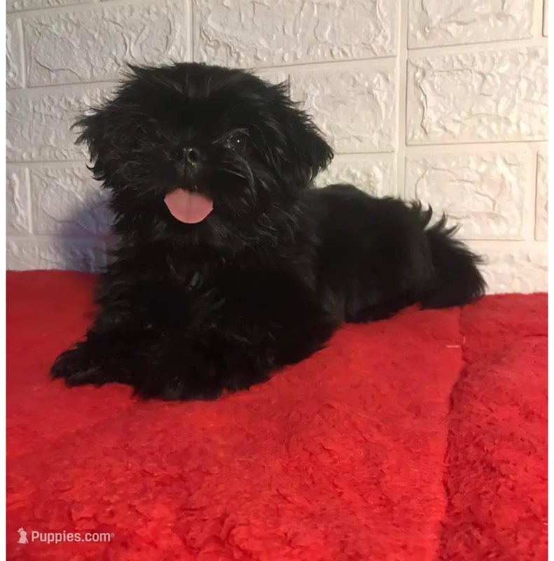 Shihpoo – Shihpoo puppy for sale in Tampa, FL
