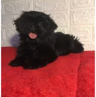 Shihpoo, a male Shihpoo for sale in Tampa, FL – 1 of 2