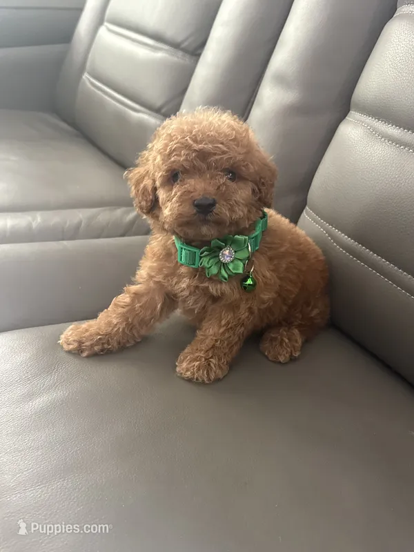 Toy poodle  – Poodle - Toy  puppy for sale in Tampa, FL