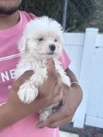 Maltese, a male Maltese for sale in Tampa, FL – 3 of 3