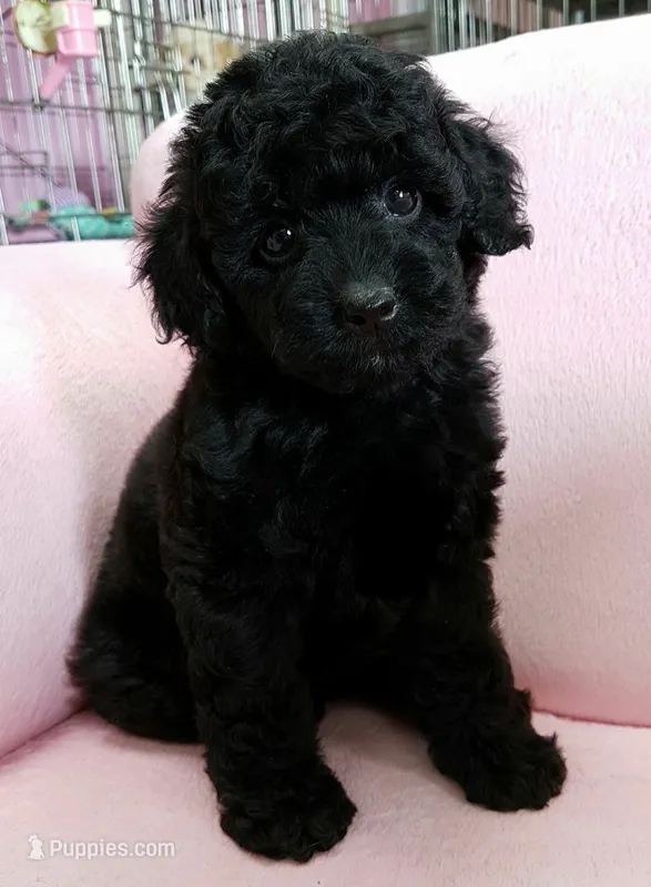 Toy poodle  – Poodle - Toy  puppy for sale in Tampa, FL
