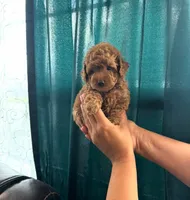 Toy poodle , a female Poodle - Toy  for sale in Tampa, FL – 2 of 2