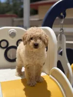 Maltipoo, a male Maltipoo for sale in Tampa, FL – 2 of 2