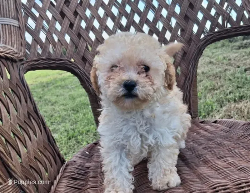 Maltipoo – Maltese, Poodle - Toy  puppy for sale in Tampa, FL