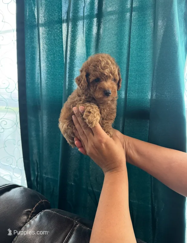 Toy poodle  – Poodle - Toy  puppy for sale in Tampa, FL