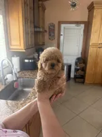 Toy poodle, a male Poodle - Toy  for sale in Tampa, FL – Photo 1 of 2