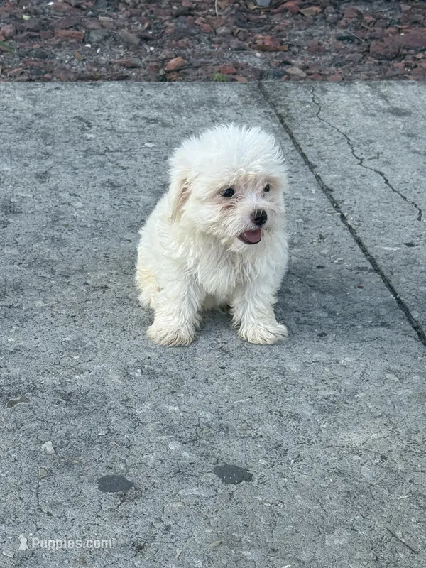 Maltese – Maltese puppy for sale in Tampa, FL