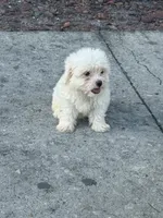 Maltese, a male Maltese for sale in Tampa, FL – 1 of 3