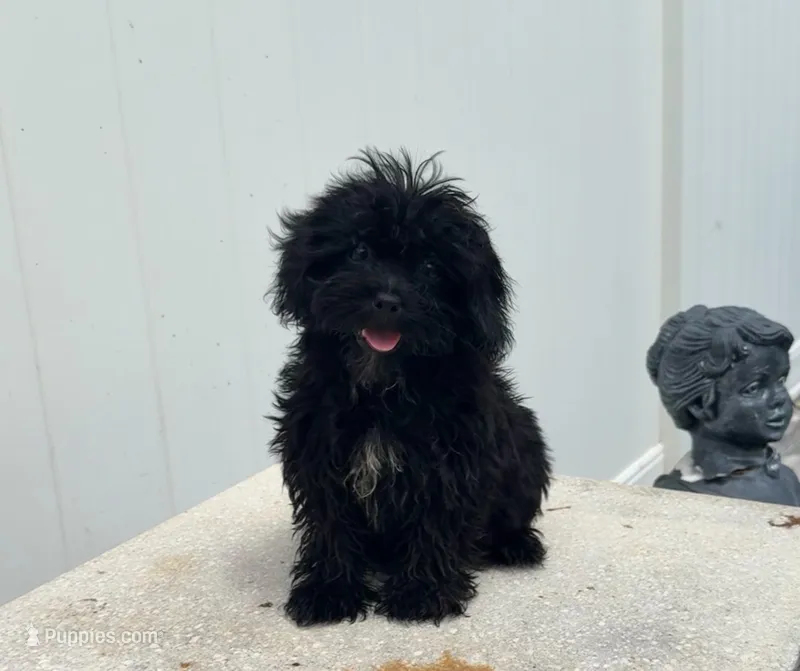 Shihpoo – Shihpoo puppy for sale in Tampa, FL