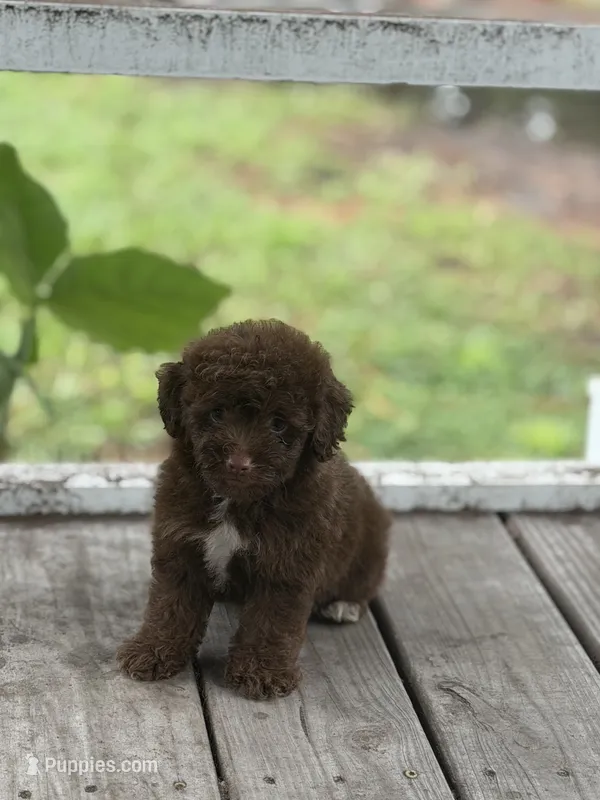 Mini aussidoodle  – Miniature Aussiedoodle puppy for sale in Tampa, FL