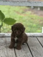 Mini aussidoodle , a male Miniature Aussiedoodle for sale in Tampa, FL – 1 of 3