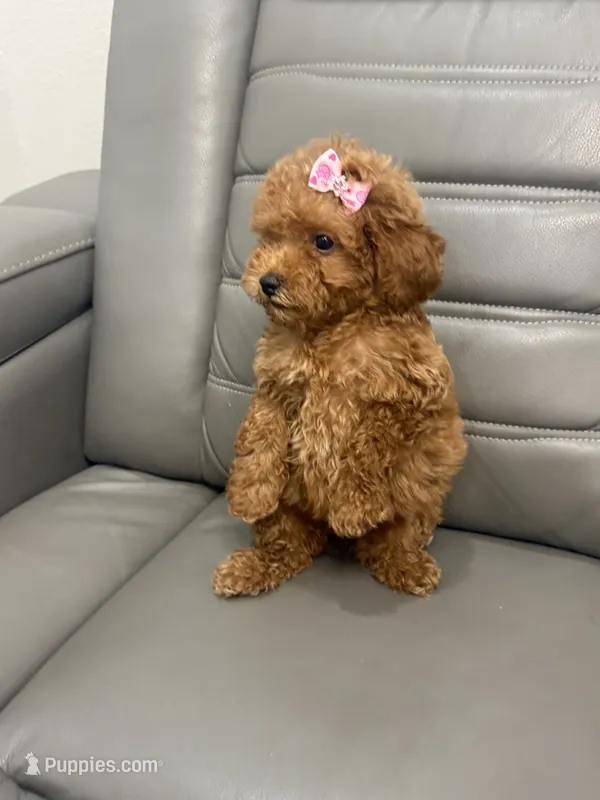 Toy poodle  – Poodle - Toy  puppy for sale in Tampa, FL