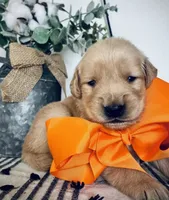 Golden retriver, a male Golden Retriever for sale in Tampa, FL – 1 of 2