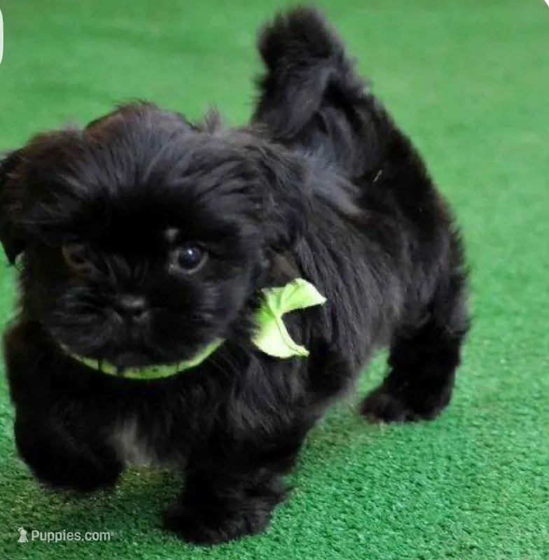 Shihtzu  – Shih Tzu puppy for sale in Tampa, FL
