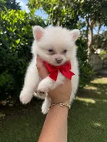 Pomeranian, a male Pomeranian for sale in Tampa, FL – 2 of 2