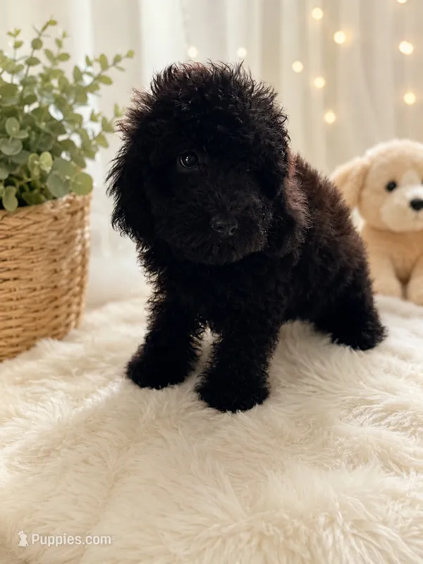 Toy poodle  – Poodle - Toy  puppy for sale in Tampa, FL