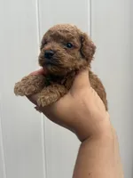 Toy poodle , a male Poodle - Toy  for sale in Tampa, FL – 3 of 3
