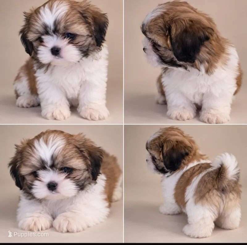 Shihtzu  – Shih Tzu puppy for sale in Tampa, FL