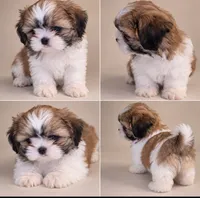 Shihtzu , a male Shih Tzu for sale in Tampa, FL – 1 of 1