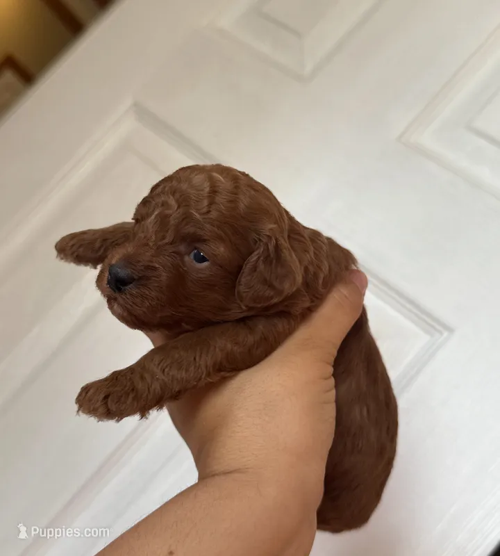 Toy poodle  – Poodle - Toy  puppy for sale in Tampa, FL