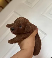 Toy poodle , a female Poodle - Toy  for sale in Tampa, FL – 1 of 3