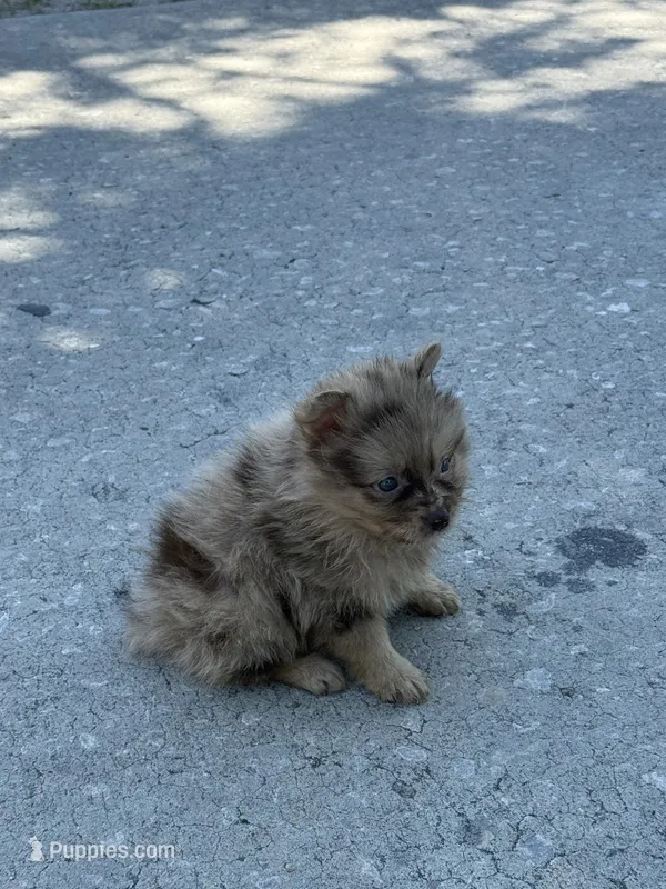 Pomeranian – Pomeranian puppy for sale in Tampa, FL