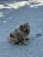 Pomeranian, a male Pomeranian for sale in Tampa, FL – 1 of 3
