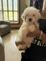 Maltipoo, a female Maltipoo for sale in Tampa, FL – 2 of 2