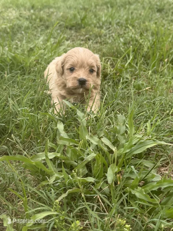 Shihpoo  – Shihpoo puppy for sale in Tampa, FL