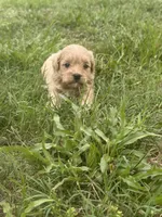 Shihpoo , a male Shihpoo for sale in Tampa, FL – 1 of 2