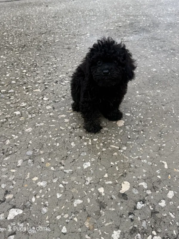 Shihpoo – Shihpoo puppy for sale in Tampa, FL