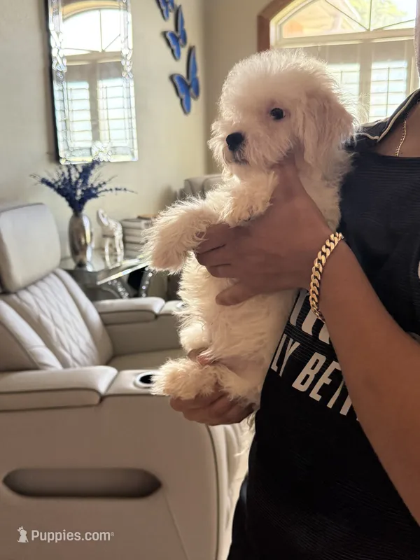 Maltipoo – Maltipoo puppy for sale in Tampa, FL
