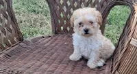 Maltipoo, a female Maltese and Poodle - Toy  for sale in Tampa, FL – 2 of 2