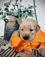Golden retriver, a male Golden Retriever for sale in Tampa, FL – 2 of 2