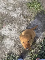 Golden retriver , a female Golden Retriever for sale in Tampa, FL – 1 of 2