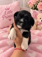 Shihtzu, a female Shih Tzu for sale in Tampa, FL – 1 of 1