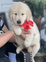 Golden retriever , a male Golden Retriever for sale in Tampa, FL – Photo 1 of 2