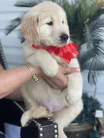 Golden retriever , a male Golden Retriever for sale in Tampa, FL – Photo 2 of 2