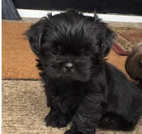 Shihtzu , a male Shih Tzu for sale in Tampa, FL – 2 of 2