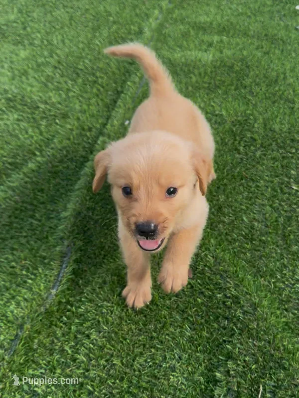 Golden retriver  – Golden Retriever puppy for sale in Tampa, FL