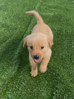 Golden retriver , a male Golden Retriever for sale in Tampa, FL – 1 of 2