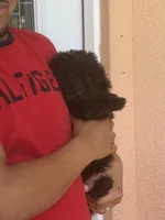 Toy poodle , a male Poodle - Toy  for sale in Tampa, FL – 2 of 2