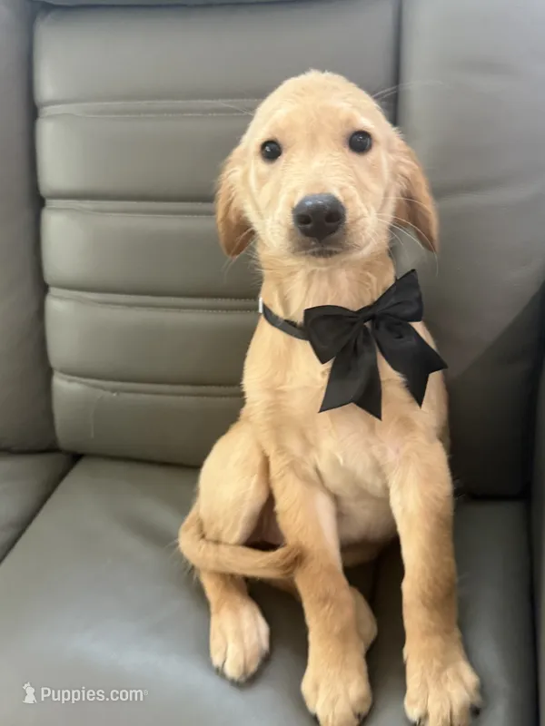 Golden retriver  – Golden Retriever puppy for sale in Tampa, FL