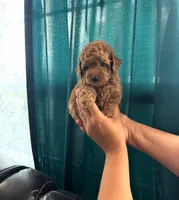 Toy poodle , a female Poodle - Toy  for sale in Tampa, FL – 2 of 2