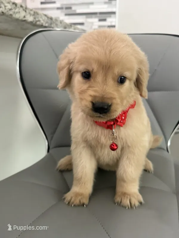 Golden retriver  – Golden Retriever puppy for sale in Tampa, FL