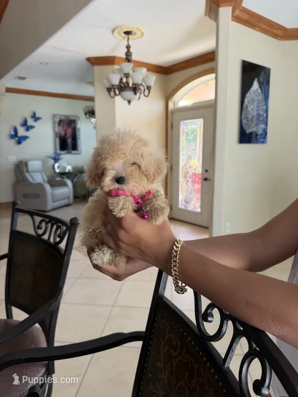 Maltipoo – Maltipoo puppy for sale in Tampa, FL