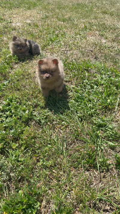 Pomeranian, a male Pomeranian for sale in Tampa, FL – 3 of 3