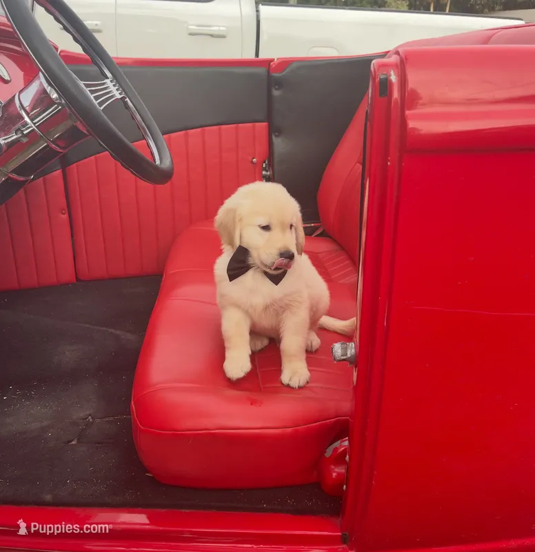 Golden retriver  – Golden Retriever puppy for sale in Tampa, FL