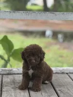 Mini aussidoodle , a male Miniature Aussiedoodle for sale in Tampa, FL – 3 of 3